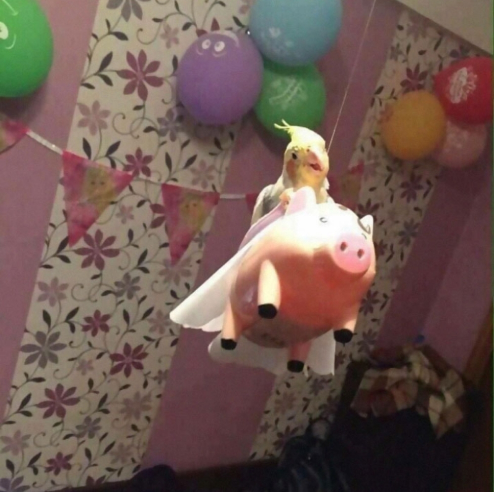 *Bundle*Bundle*Bundle*